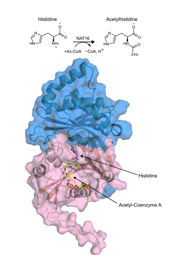Human protein