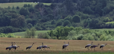 Cranes in an agricultural landscape